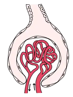 Glomerulus is red; Bowman's capsule is white.