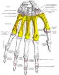 Metacarpus (yellow). Insertions are shown in red. Left hand, anterior (palmar) view.