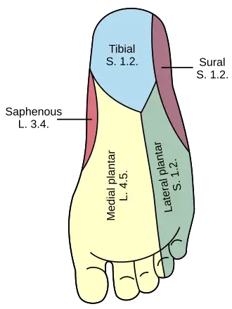 Foot