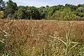 Rushes along the edge of the lake