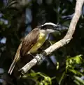 Perched in Tulum, MX.