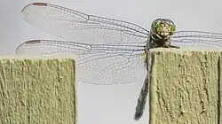Female face