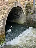 Grey Heron on the Thames next to St Frideswide's Church