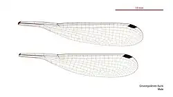 Male wings