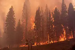 At Grant Village fire is shown spreading from the forest floor up into the tree canopy leading to crown fires