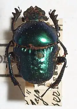 Gymnopleurus sericeifrons