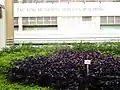 Shrub setting