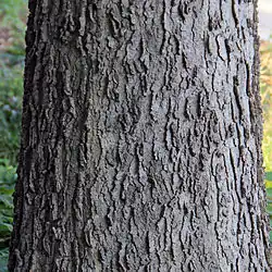 Tree bark, University of Chicago