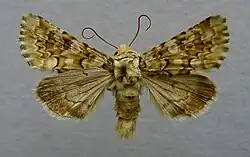 Hadena irregularis
