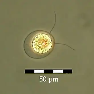 A single flagellate of H. lacustris