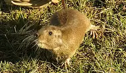 Brown rodent