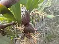 fruit