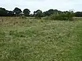 Hall Farm Fen, Hemsby