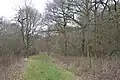 Ham Home Wood
