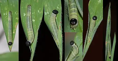 Larva