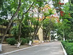 Tree-lined road