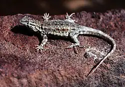 Sagebrush lizard (S. graciosus)