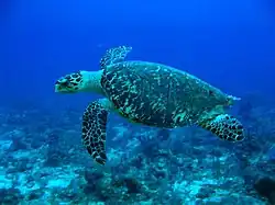 Hawksbill turtle at the "Black Hills" dive site