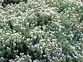 Veronica pinguifolia