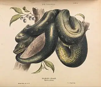 Diamond Snake, Morelia spilotes from The Snakes of Australia by Gerard Krefft