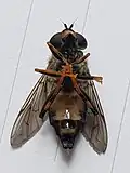 Belly of Helophilus antipodus