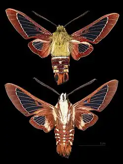 Hemaris gracilis