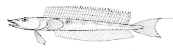 Drawing by Dr Tony Ayling