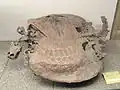 Henodus chelyops (Late Triassic), a placodont