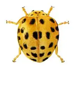 Henosepilachna vigintioctopunctata