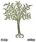 Part I, chapter 136 ... Salix