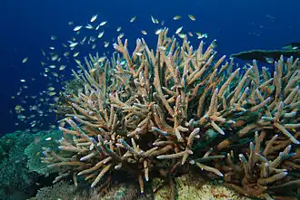 Coral Acropora muricata (Scleractinia, part of Hexacorallia)