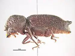 Heterobostrychus hamatipennis