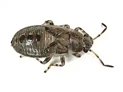 Nymph