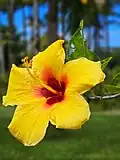 Hibiscus brackenridgei (Mao Hau Hele)