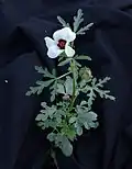 Plant form