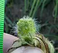 Fruit, inside inflated calyx