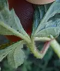 Leaf, underside