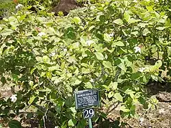 Hibiscus thought to be extinct, rediscovered in the back of the preserve.