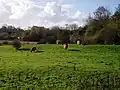 Highland cattle grazing