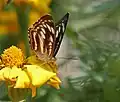 At Jayanti in Buxa Tiger Reserve in Jalpaiguri district of West Bengal, India.