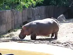 Hippo