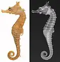 Hippocampus sindonis, conventional and X-ray images of holotype