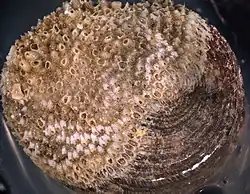 Hippoporidra edax