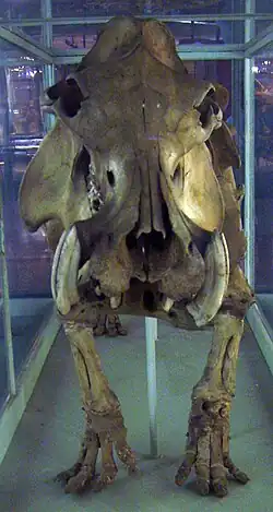 Hippopotamus lemerlei skeleton at the Museum für Naturkunde, Berlin