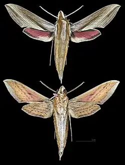 Hippotion echeclus
