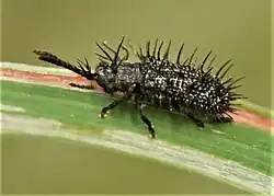 Hispa ramosa