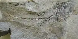 Histiothrissa macrodactyla