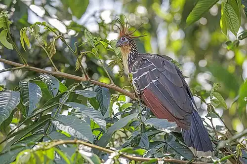 in Ecuador