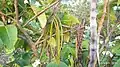 Holarrhena pubescens