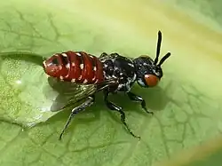 Female